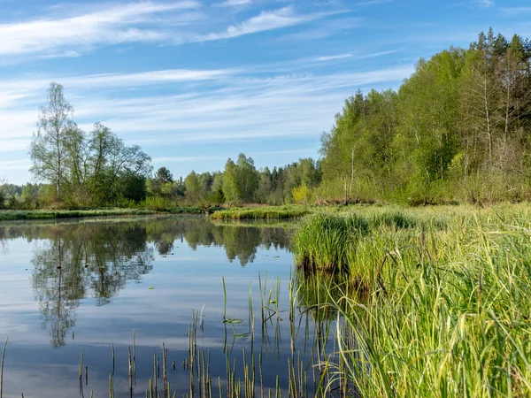 spring landscape with a beautiful calm river, green trees and grass on the river bank, peaceful reflection in the river water, Sedas River, Latvia