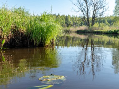 güzel sakin bir nehir, nehir kıyısında yeşil ağaçlar ve çimenler, nehir suyunda huzurlu bir yansıma, Sedas Nehri, Letonya