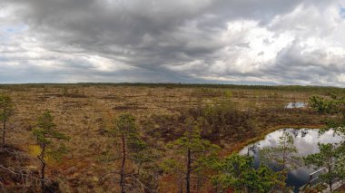 Bataklıktan panoramik manzara, karanlık fırtına bulutları, küçük bataklık çamları, göller, bataklık bitkileri, Niedraju-Pilka bataklığı, Letonya