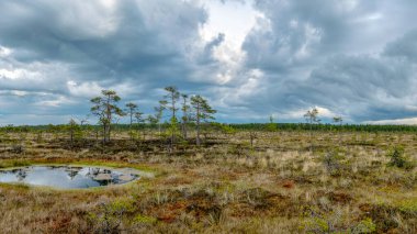 Bataklıktan panoramik manzara, karanlık fırtına bulutları, küçük bataklık çamları, göller, bataklık bitkileri, Niedraju-Pilka bataklığı, Letonya