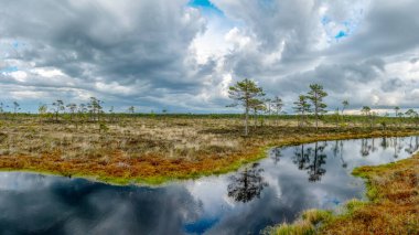 Bataklıktan panoramik manzara, karanlık fırtına bulutları, küçük bataklık çamları, göller, bataklık bitkileri, Niedraju-Pilka bataklığı, Letonya