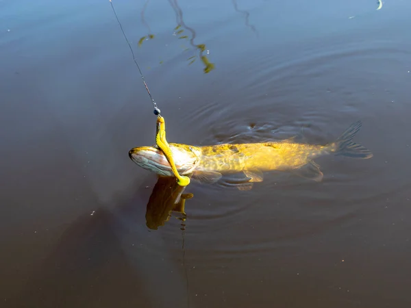 Nehirde Avrupa turnabalığı, yakın çekimde turna balığı, yakın planda yem, yırtıcı balık oltası, olta oltası.