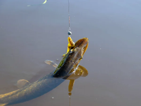 Brochet Européen Dans Rivière Tête Brochet Avec Appât Gros Plan — Photo