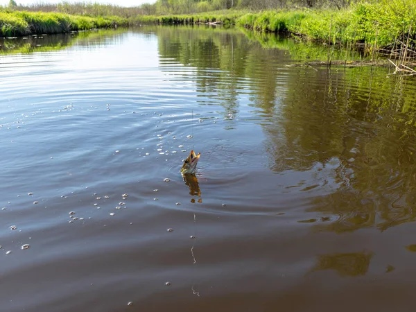 Hecht Fluss Hecht Mit Köder Nahaufnahme Hecht Mit Köder Nahaufnahme — Stockfoto