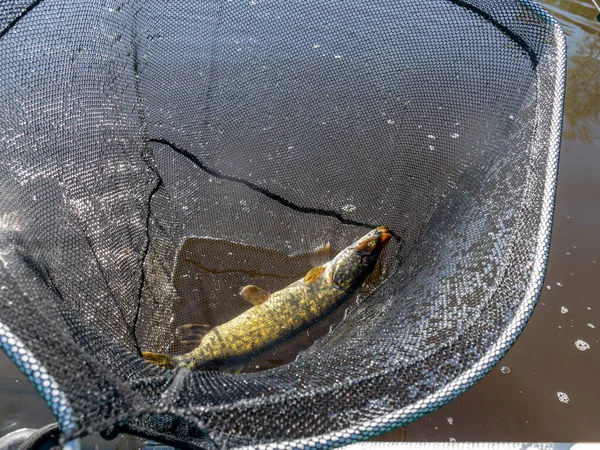 picture of pike in a fish net, European pike caught in spinning, fishing predator fish, spinning fishing.