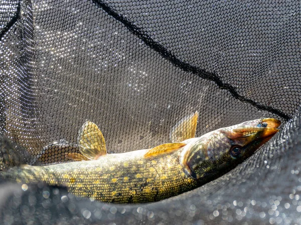 Foto Lúcio Uma Rede Peixes Pique Europeu Capturado Fiação Pesca — Fotografia de Stock