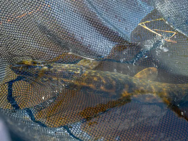 Kép Csuka Egy Halhálóban Európai Csuka Fogott Forgó Halászati Ragadozó — Stock Fotó