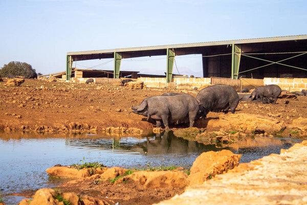 Испанская ферма черных свиней на природной и экологической Майорке с качеством жизни для животных
