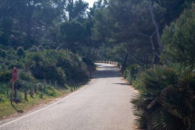 Ağaçların arasında yol var. Mallorca 'nın bisiklet rotası. Ormanda yol