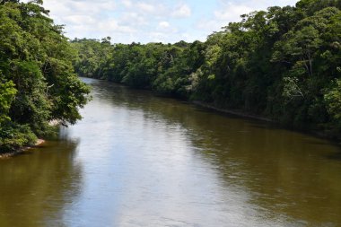 Rio Guamuez - Amazon Kolombiyası