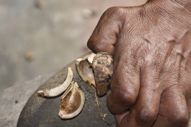 Mano campesina, descascarando y seleccionando almendras de cacay, producto utilizado en la fabricacion de cosmeticos antiedad.