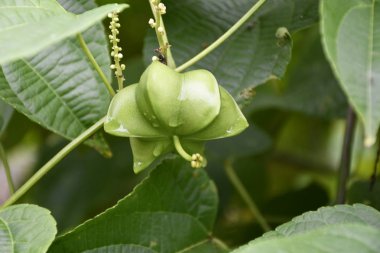 Flor del sacha inchi, con microgotas de agua, ingrediente natural considerado como un superalimento, por el alto contenido de omega 3 que posee aceite.