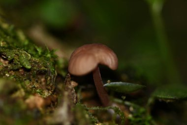Hongo con una dimensin aproximada de 0,5 cm, sobre un arbol a la orilla de un rio.