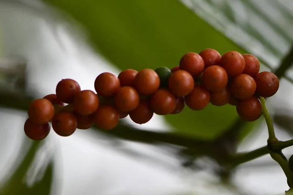Fruto Pimienta Cultivos Establecidos Por Campesinos Amazonia Colombiana Elaborados Por —  Fotos de Stock