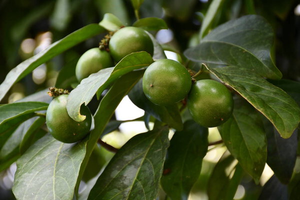 Fruto amazonico del arbol de cacay, empleado en la cacion de cosmeticos, regeneradores
. 