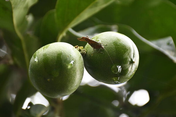Fruto amazonico del arbol de cacay, empleado en la cacion de cosmeticos, regeneradores
. 