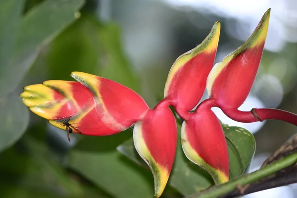 Flor Heliconia Nativa Amazonica Encuentra Selva Ayuda Balance Cear Los — Fotografia de Stock