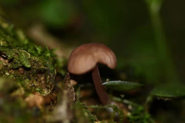 Honrar Con Una Dimensión Aproximada 5Cm Sobre Arbol Orilla Río — Foto de Stock