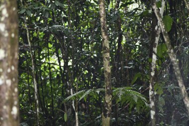 Selva, se observa multiples arboles que conforman los ecosistemas humedos de la amazonia.