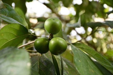 Fruto amazonico del arbol de cacay, empleado en la fabricacion de cosmeticos, regeneradores. 