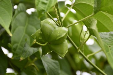 Flor del sacha inchi, con microgotas de agua, ingrediente natural considerado como un superalimento, por el alto contenido de omega 3 que posee aceite.