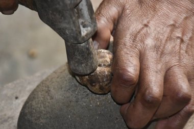 Mano campesina, descascarando y seleccionando almendras de cacay, producto utilizado en la fabricacion de cosmeticos antiedad.