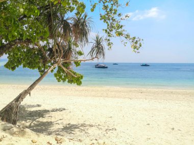 Uzakta palmiyeler ve kayıklar olan ada plajı