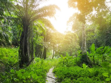 Avuç içleri ve egzotik bitkilerle vahşi orman manzarası