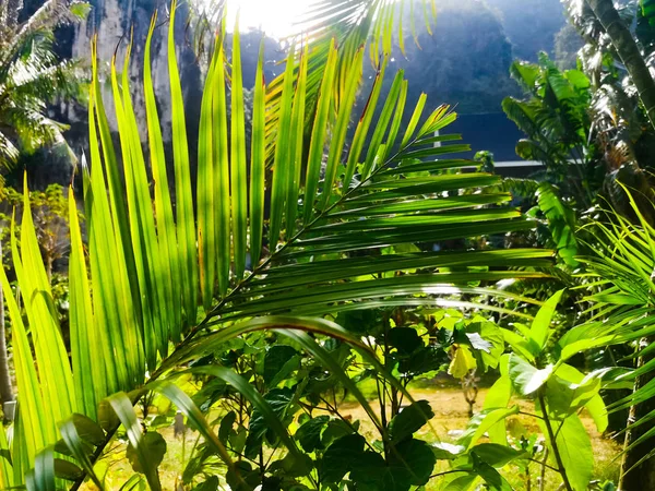 Détails des fougères sauvages de la jungle avec la lumière du soleil venant à travers — Photo