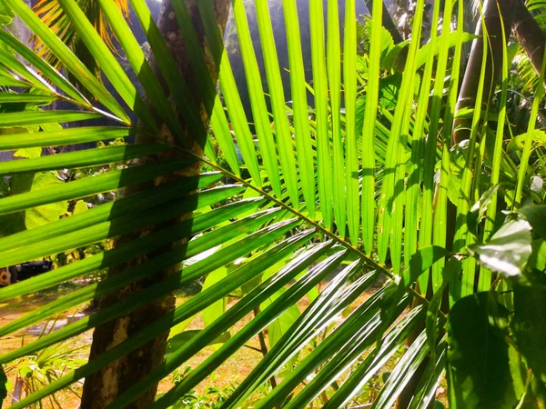 Detaily divoké kapradiny džungle se slunečním světlem procházející — Stock fotografie