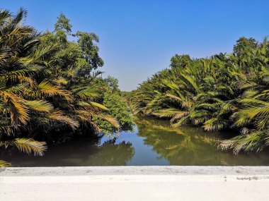 Palmiyeler ve ağaçlarla çevrili vahşi orman manzarası. Açık mavi gökyüzü ve egzotik vahşi doğa