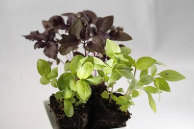 fesleğen ile beyaz fincan beyaz - yeşil kırmızı ve Tay dili izole toprakta üç tür