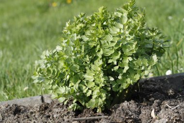Young budding lovage growing in the garden clipart
