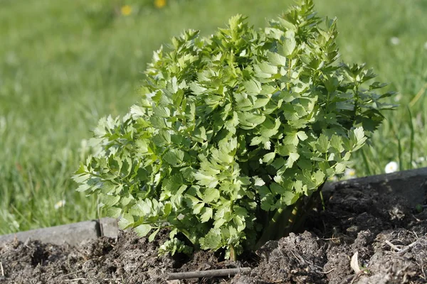 Jonge Beginnende Lavas Groeit Tuin Rechtenvrije Stockafbeeldingen