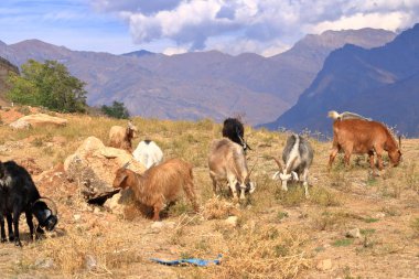 Özbekistan 'da, Chimgan Dağları' nda, Charvak Barajı yakınlarındaki bir kayada keçiler.