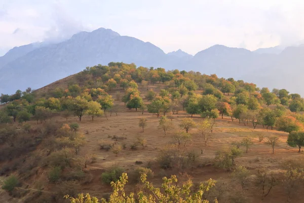 Vackra lövträd plantage i Uzbekistan — Stockfoto