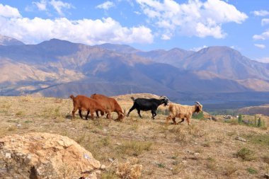 Özbekistan 'da, Chimgan Dağları' nda, Charvak Barajı yakınlarındaki bir kayada keçiler.