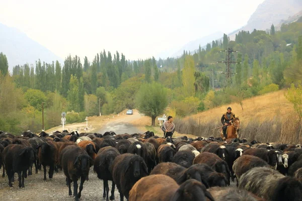 Stádo koz uprostřed silnice v Uzbekistánu — Stock fotografie