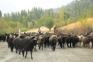 Keçiler yolun ortasında toplanır.