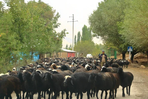 Stádo koz uprostřed cesty — Stock fotografie