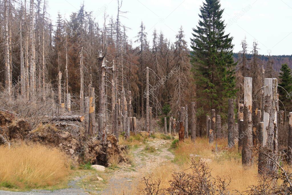 Catastrophic forest dying in the Harz mountains in Germany