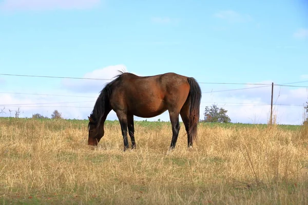 Braunes Pferd steht auf einer Weide — Stockfoto