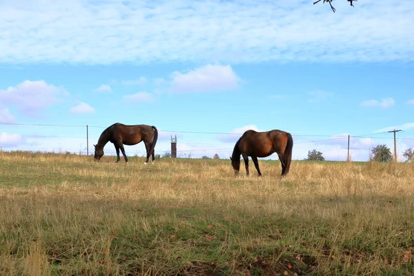 Коричневые лошади, стоящие на лугу — стоковое фото
