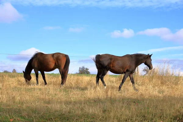 Braune Pferde stehen auf einer Weide — Stockfoto
