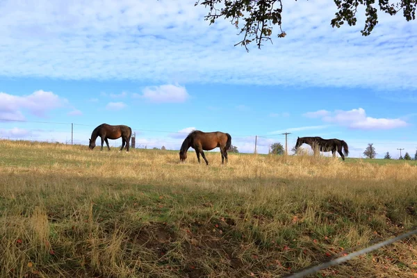 Brown horses standing on a meadow — Stock Photo, Image