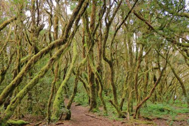 Garajonay Milli Parkı 'ndaki Evergreen yağmur ormanları