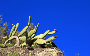 Mavi gökyüzüne karşı dikenli armut meyveler ile Opuntia ficus Indica