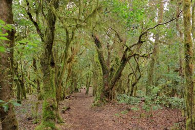 The Evergreen rainforest in Garajonay national park clipart