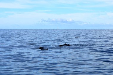 Atlantik okyanusunda yüzen yunuslar la gomera, kanarya adaları, İspanya