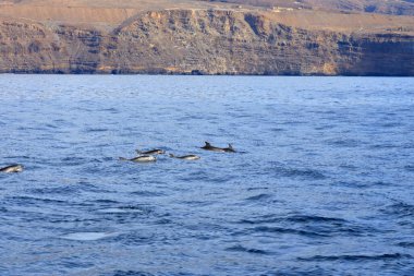 Atlantik okyanusunda yüzen yunuslar la gomera, kanarya adaları, İspanya
